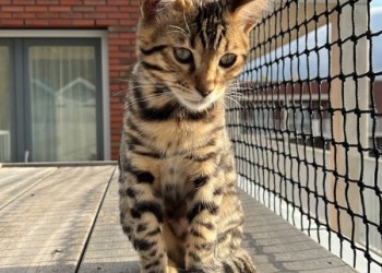 kattennetten PE 4x4 cm, 3 mm. Fam Roozendaal Den Haag 